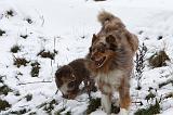 BERGER AUSTRALIEN - ADULT & PUPPY 062